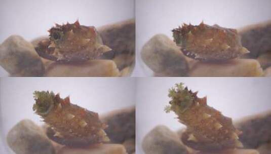 活体海参幼苗的蠕动记录高清在线视频素材下载