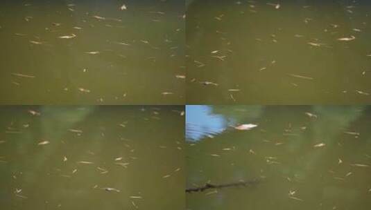 水池池塘鱼苗青蛙蝌蚪生态高清在线视频素材下载
