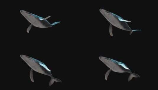 鲸鱼游动带通道素材高清在线视频素材下载