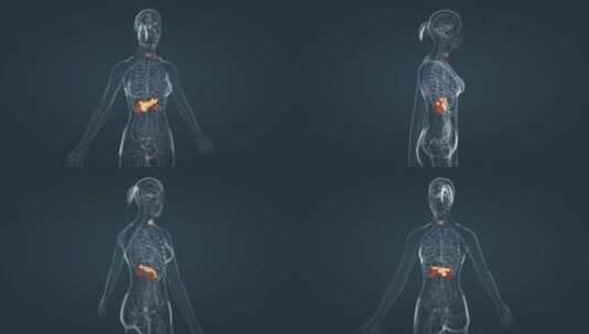 内分泌系统1高清在线视频素材下载