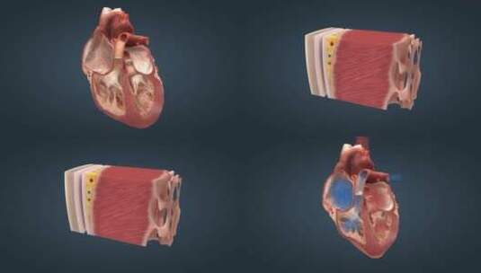 心脏心肌功能人体发动机血液循环原理17高清在线视频素材下载