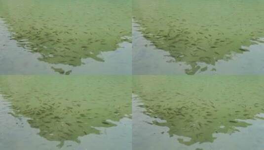 广西柳州龙潭公园大龙潭水里的鱼群高清在线视频素材下载