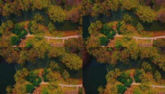 秋天的城市森林公园高清在线视频素材下载