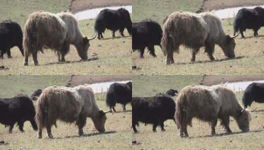 草地上吃草的的牦牛高清在线视频素材下载