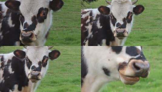 黑白相间的奶牛群在田间吃草高清在线视频素材下载