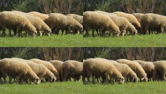 羊群在草地吃草高清在线视频素材下载