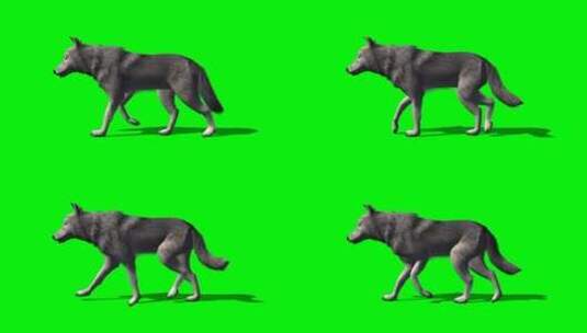 绿幕-动物-灰狼爬行高清在线视频素材下载