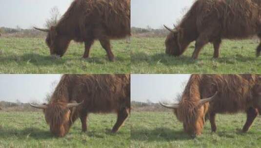牛在牧场草原上吃草高清在线视频素材下载