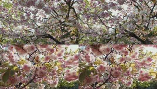 上海延东绿地的樱花高清在线视频素材下载