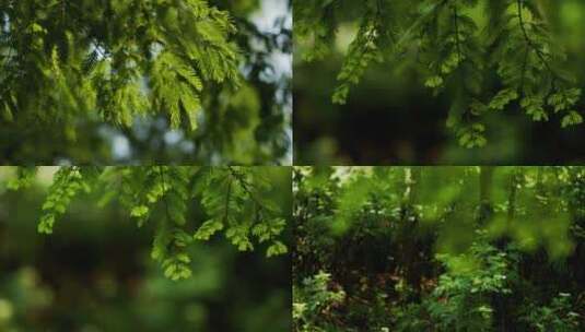 夏季清新绿叶空镜实拍高清在线视频素材下载
