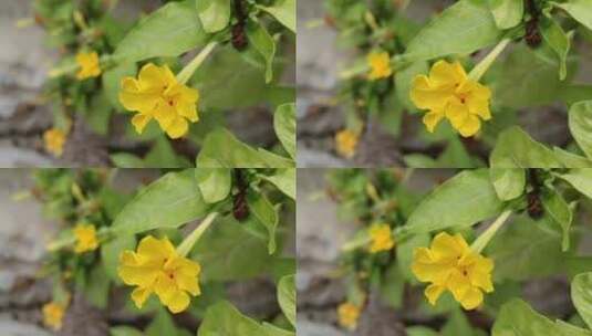 黄色花朵高清在线视频素材下载