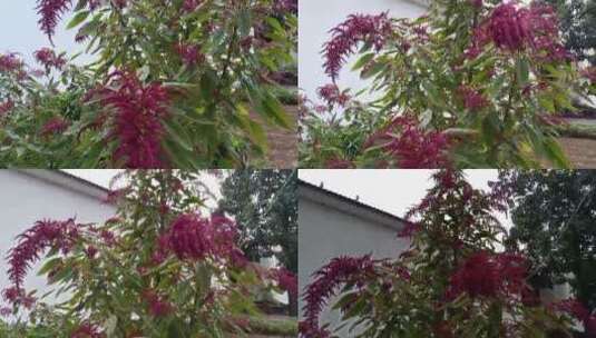 紫红色植物高清在线视频素材下载