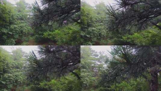雨中的松树，松针上挂满晶莹的露珠高清在线视频素材下载