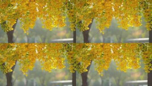 4K植物素材——银杏高清在线视频素材下载