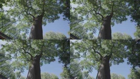 北京恭王府里的古树高清在线视频素材下载