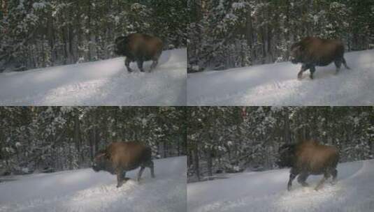野牛在雪林中奔跑高清在线视频素材下载