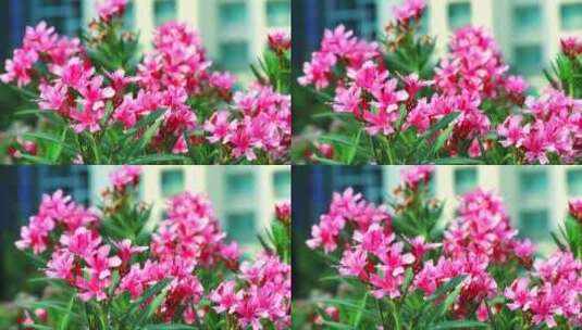 粉色的花朵在花园里绽放高清在线视频素材下载
