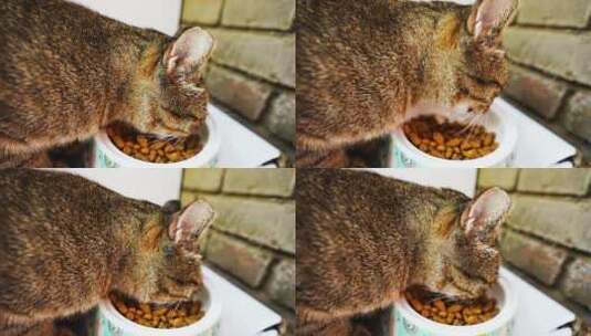 小猫在吃猫粮高清在线视频素材下载