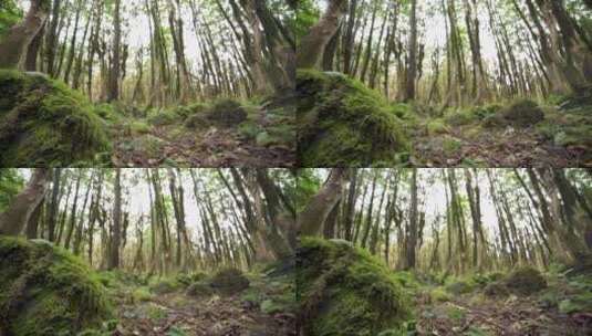 苔藓森林地面景观高清在线视频素材下载