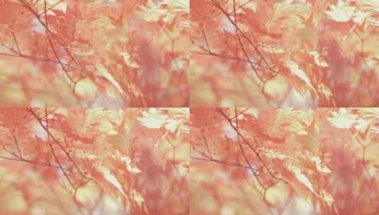 阳光中的红枫叶 朦胧感 组镜高清在线视频素材下载