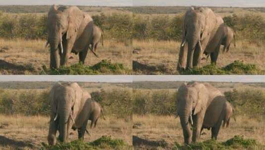 草原上的大象高清在线视频素材下载