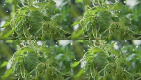 植物生长各角度拍摄高清在线视频素材下载