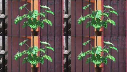 阳台上的绿植盆栽高清在线视频素材下载