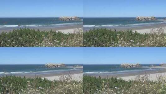 海滩上随风摇曳的俄勒冈班顿花高清在线视频素材下载