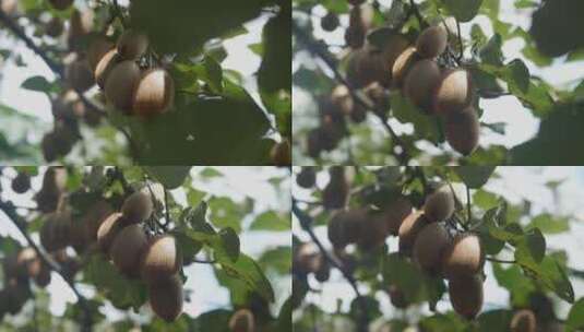 树上的猕猴桃高清在线视频素材下载