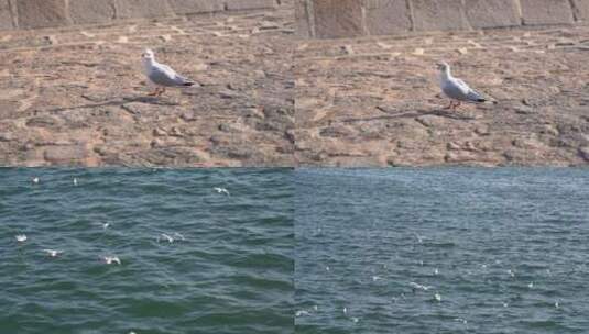 海边海鸟特写 海鸥群飞高清在线视频素材下载