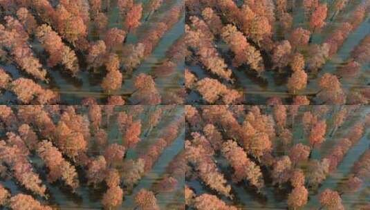 秋日武汉涨渡湖红色水上森林水杉高清在线视频素材下载