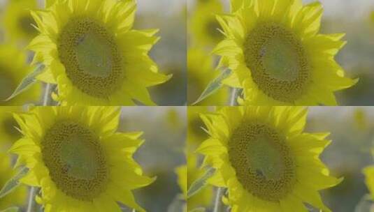阳光下的向日葵蜜蜂采蜜1高清在线视频素材下载