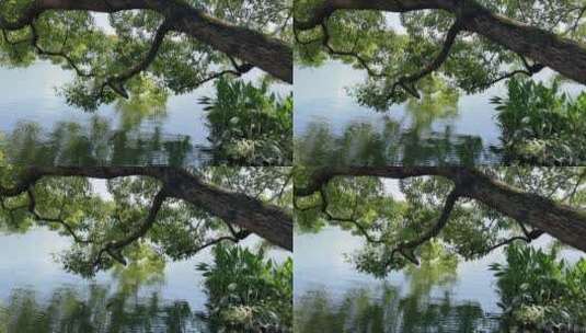 西湖绿树林水面倒影 4k高清在线视频素材下载