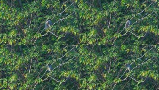 广州麓湖公园栖息在树林里的夜鹭高清在线视频素材下载