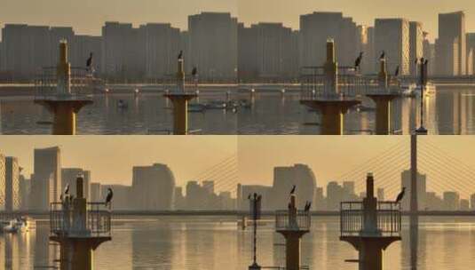 航拍钱塘江上的鸟高清在线视频素材下载