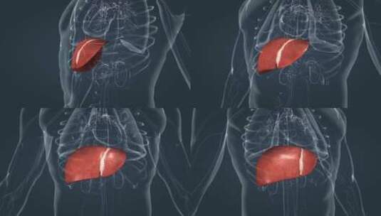 医学 人体 器官 肝脏 肾脏 分解 解毒高清在线视频素材下载