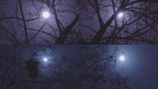 夜晚树梢上的月亮高清在线视频素材下载