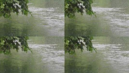 江南春天下雨雨滴湖面树枝空镜高清在线视频素材下载