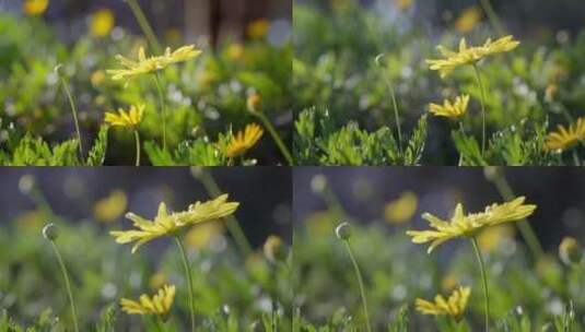 阳光下的黄金菊花高清在线视频素材下载