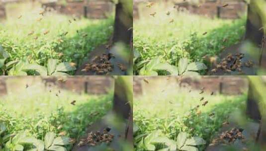 春天阳光下的蜜蜂飞舞慢镜头高清在线视频素材下载