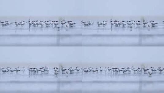 深圳湾的各种鸟类高清在线视频素材下载