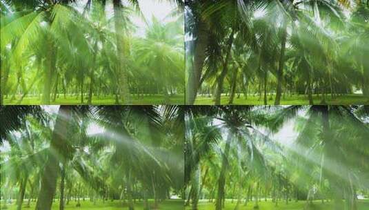 阳光树林 椰树林 椰子树 丁达尔效应高清在线视频素材下载