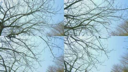 光秃秃的树枝 枯树 枯枝 美丽异木棉高清在线视频素材下载