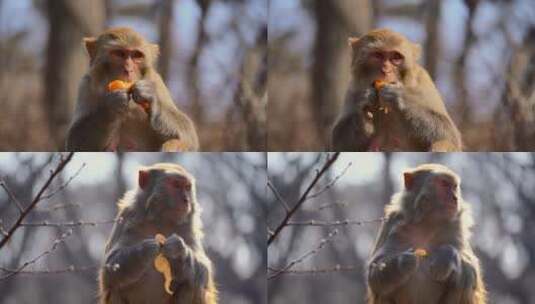 连云港花果山景区猴子在吃橘子4K高清在线视频素材下载