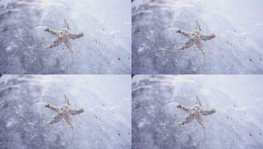 冰冻在水中的海星高清在线视频素材下载