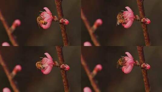 春天桃花蜜蜂采蜜高清在线视频素材下载