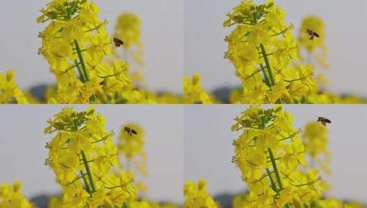 春暖花开油菜花花海高清在线视频素材下载