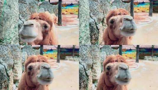 4K动物骆驼4高清在线视频素材下载