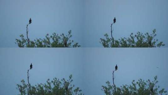 单身的蝾螈鸟栖息在高高的细树枝上，野生的黑鸟坐在树枝上高清在线视频素材下载