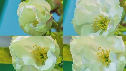 延时摄影-樱花盛开高清在线视频素材下载